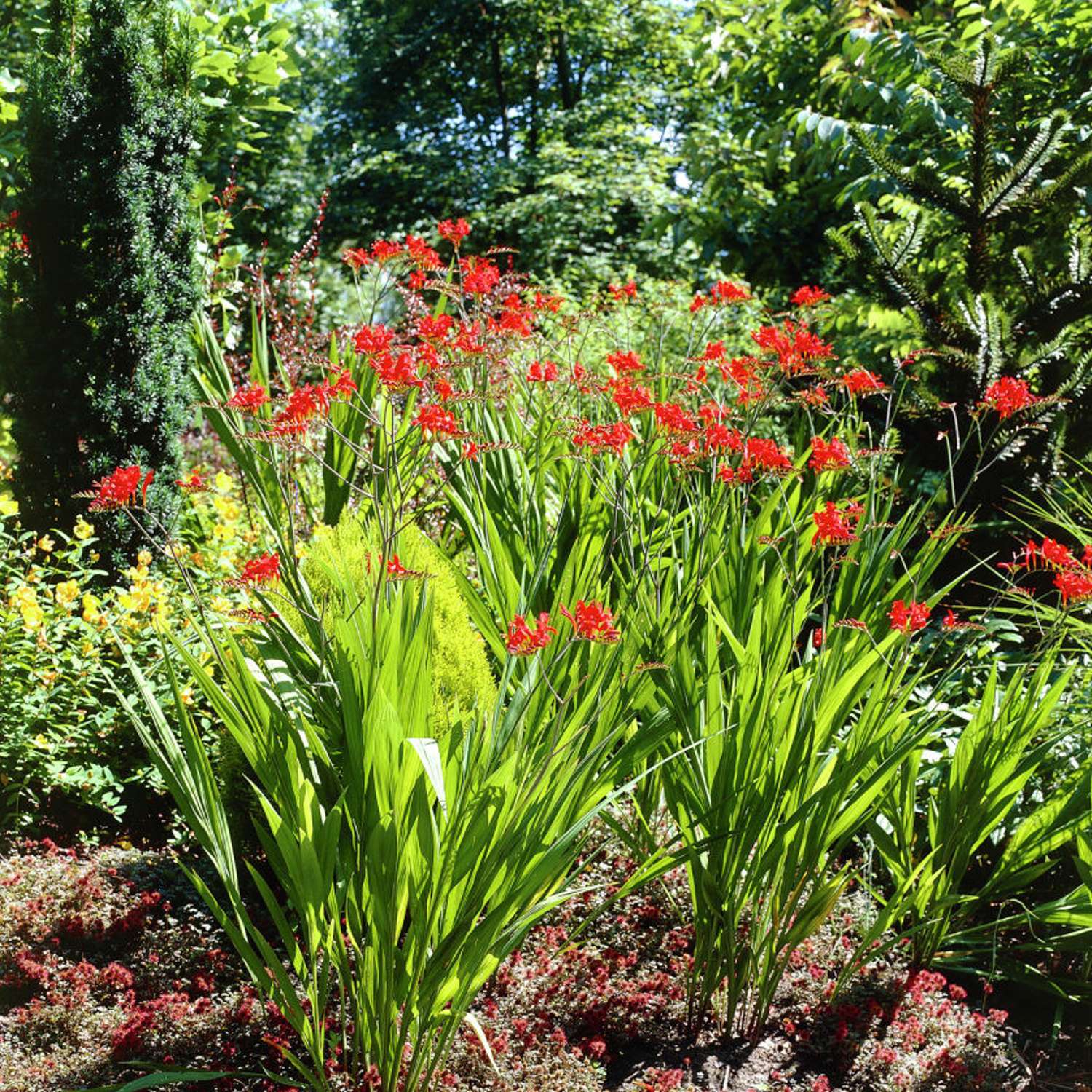 Ruostekukka 'Lucifer' (Crocosmia)